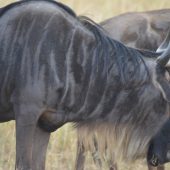  The Serengeti, TZ